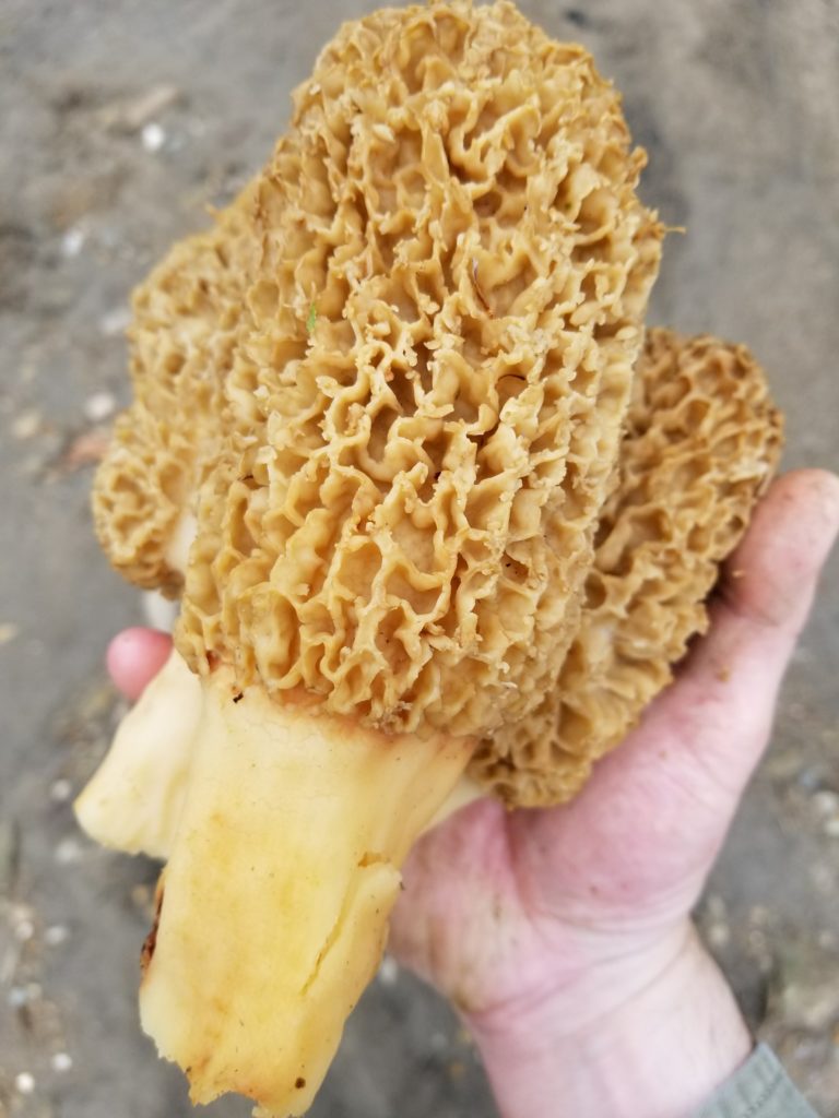 Morel Mushrooms from Hopewell Illinois